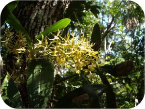 Jardin Botanico - orchids