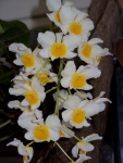 Dendrobium Palpabrae