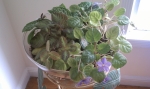 terrarium violet