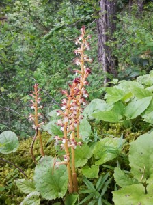 coralroot