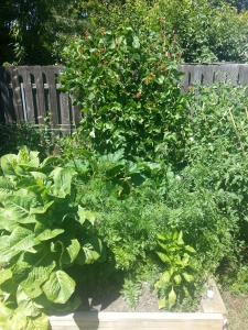 lettuce, peppers, carrots, arugula, zucchini, and beans